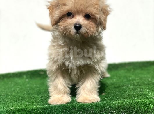 Anne Altından Gerçek Maltipoo görsel