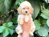 Apricot Kayısı Renk Dişi Toy Poodle Bebek