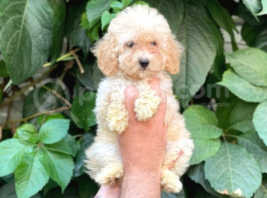Apricot Kayısı Renk Dişi Toy Poodle Bebek