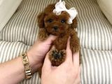 Toy Poodle Her Renk Safkan Belgeli Mikrocipli Yavrularımız