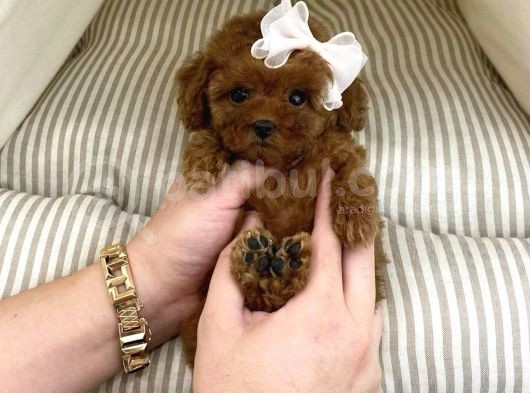 Toy Poodle Her Renk Safkan Belgeli Mikrocipli Yavrularımız görsel