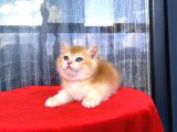 Full Şecereli Mükemmel Golden Bri̇ti̇sh Shorthai̇r