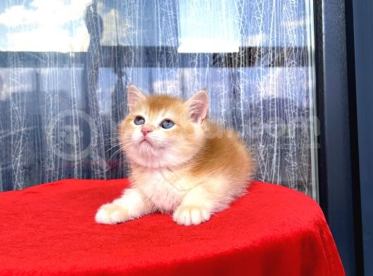 Full Şecereli Mükemmel Golden Bri̇ti̇sh Shorthai̇r