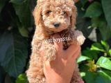 Light Red Dişi Toy Poodle Yavrumuz