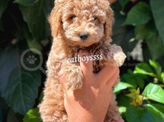 Light Red Dişi Toy Poodle Yavrumuz görsel