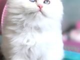 İran Kedileri En Güzel En Asil