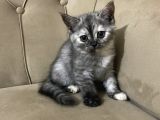 5 British Shorthair Yavrumuz