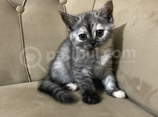 5 British Shorthair Yavrumuz görsel
