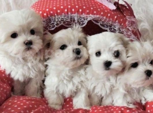 Maltese Kar Beyaz Mini Boy Yavrular