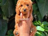Sevimli Red Dişi Toy Poodle Yavrumuz