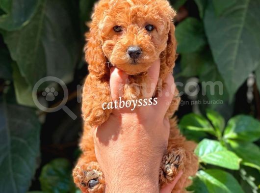 Sevimli Red Dişi Toy Poodle Yavrumuz görsel