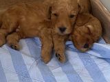 Toy Poodle Yavrular