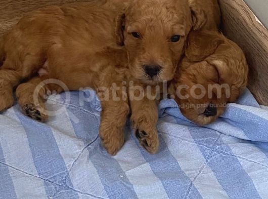 Toy Poodle Yavrular görsel