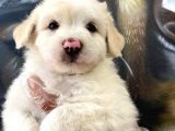 Orjinal Maltipoo Yavrular