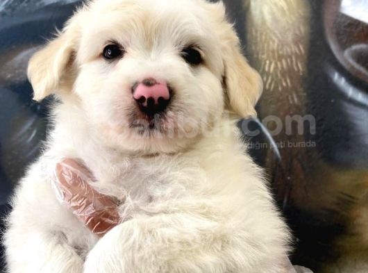 Orjinal Maltipoo Yavrular