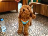 Toy Poodle Yavrular