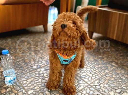 Toy Poodle Yavrular