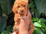 Sevimli Red Dişi Toy Poodle Yavrumuz