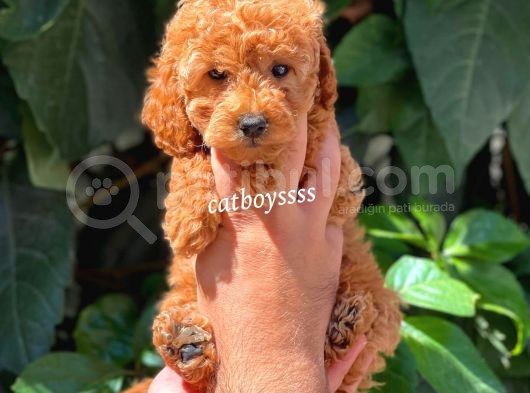 Sevimli Red Dişi Toy Poodle Yavrumuz görsel