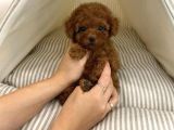 Toy Poodle Her Renk Safkan Belgeli Mikrocipli Yavrularımız