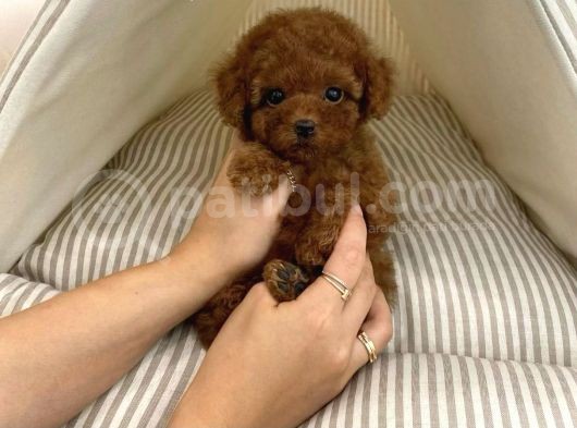 Toy Poodle Her Renk Safkan Belgeli Mikrocipli Yavrularımız görsel