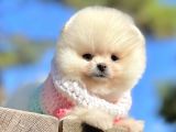 Pomeranian Boo Teddy Bear Safkan Ayicik Surat Yavrularımız