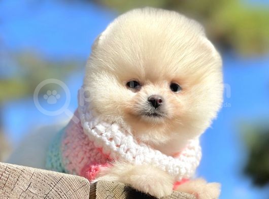 Pomeranian Boo Teddy Bear Safkan Ayicik Surat Yavrularımız görsel