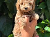 Light Red Dişi Toy Poodle Yavrumuz