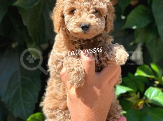 Light Red Dişi Toy Poodle Yavrumuz görsel
