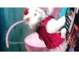 İran Kedileri En Güzel Anne & Baba’nın  ilk bebişleri