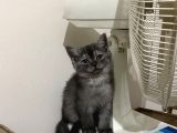 5 British Shorthair Yavrumuz