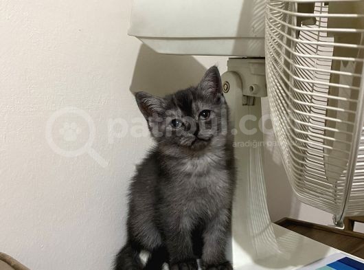 5 British Shorthair Yavrumuz görsel