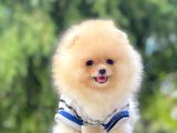Pomeranian Boo Yavruları