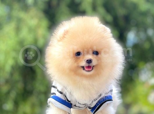 Pomeranian Boo Yavruları görsel
