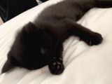 5 British Shorthair Yavrumuz