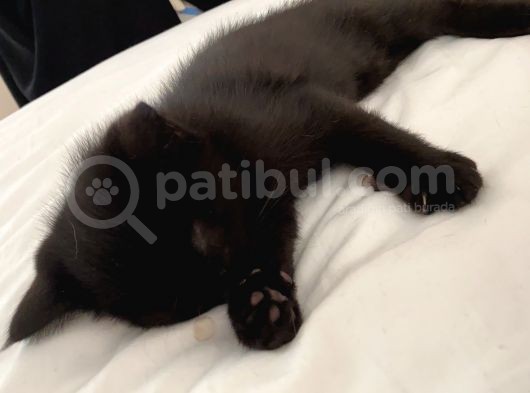 5 British Shorthair Yavrumuz görsel
