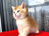 Full Şecereli Mükemmel Golden Bri̇ti̇sh Shorthai̇r