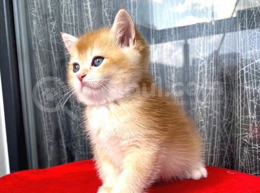 Full Şecereli Mükemmel Golden Bri̇ti̇sh Shorthai̇r görsel