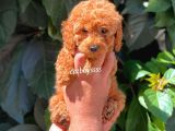 Sevimli Red Dişi Toy Poodle Yavrumuz