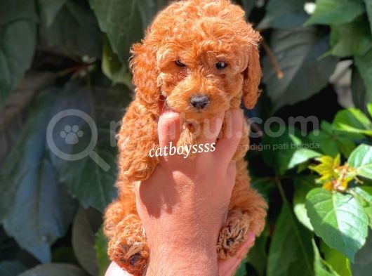 Sevimli Red Dişi Toy Poodle Yavrumuz görsel