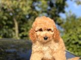 Toy Poodle Bebekler