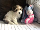 Yakışıklı Morkie