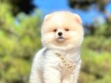 Teddy Face Boo Pomeranian Yavrular