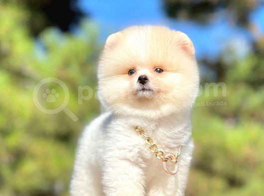Teddy Face Boo Pomeranian Yavrular görsel
