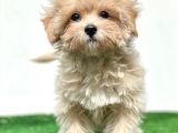 Anne Altından Gerçek Maltipoo