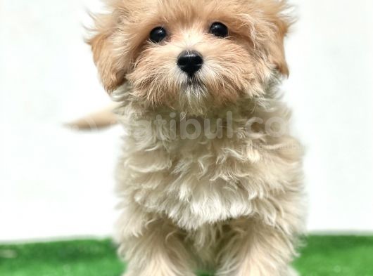 Anne Altından Gerçek Maltipoo