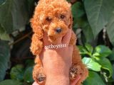 Sevimli Red Dişi Toy Poodle Yavrumuz