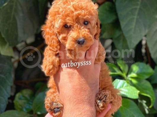 Sevimli Red Dişi Toy Poodle Yavrumuz