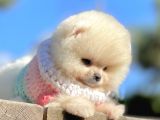 Pomeranian Boo Teddy Bear Safkan Ayicik Surat Yavrularımız