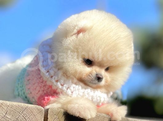 Pomeranian Boo Teddy Bear Safkan Ayicik Surat Yavrularımız görsel